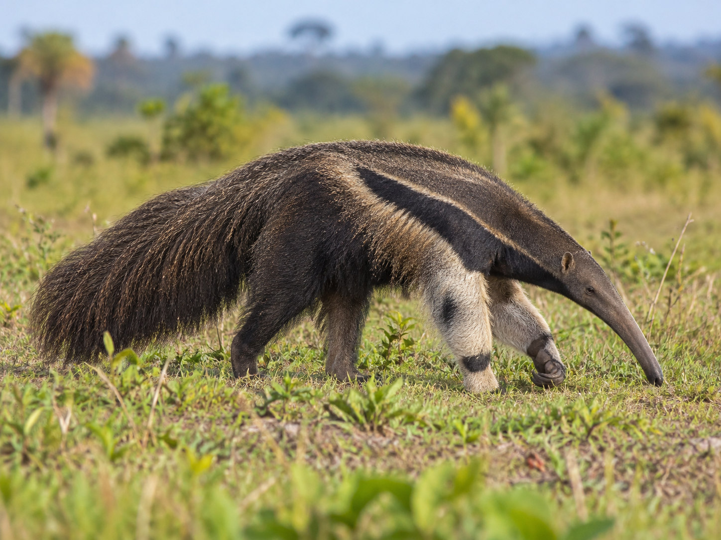 AI-generated animal illustration: Anteater