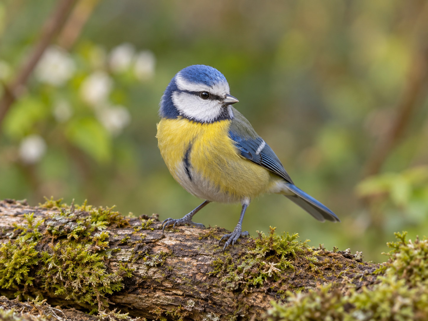 AI-generated animal illustration: Bird