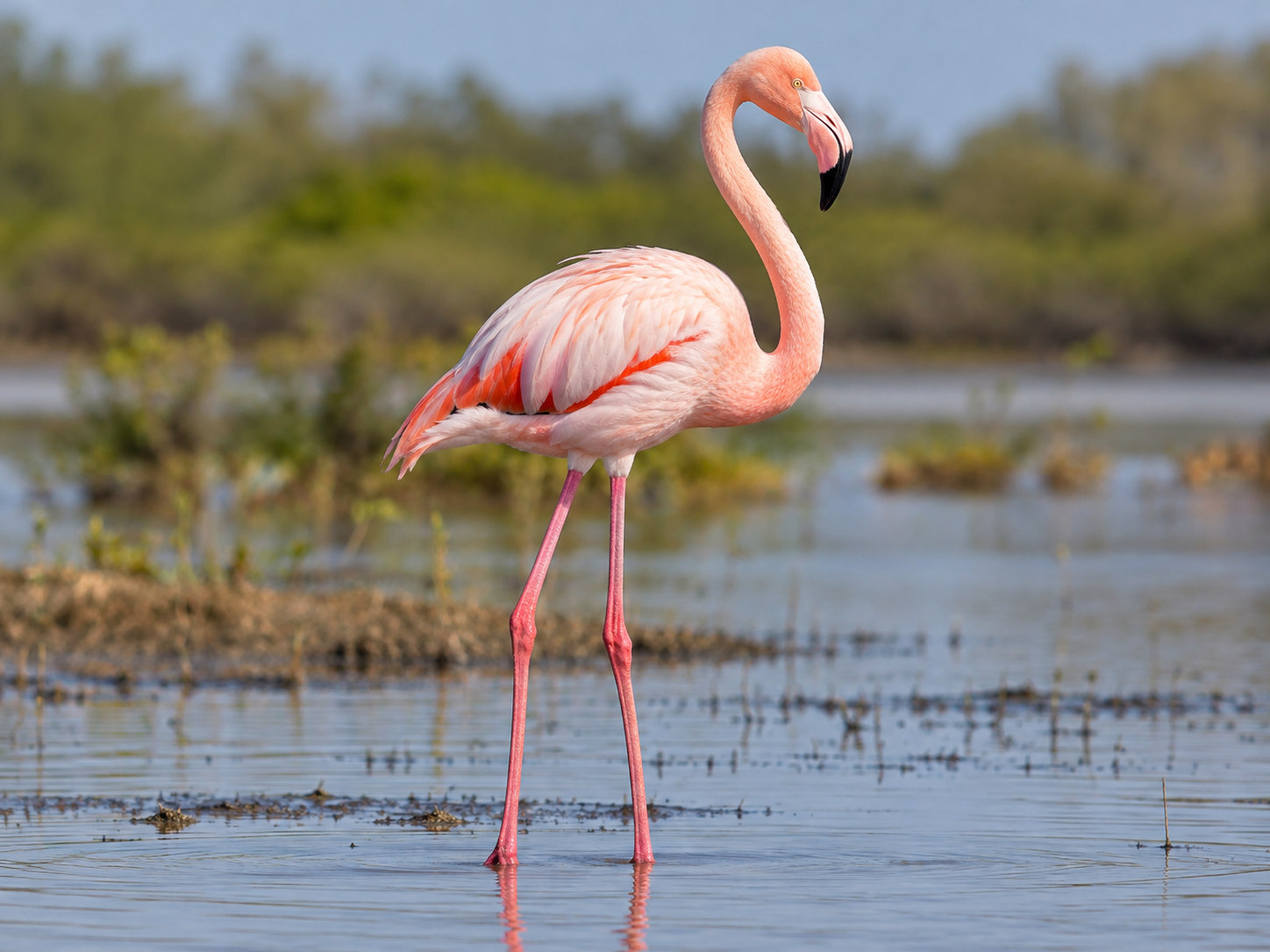 AI-generated animal illustration: Flamingo