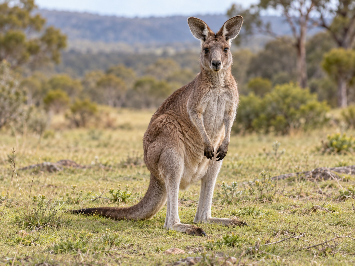 AI-generated animal illustration: Kangaroo