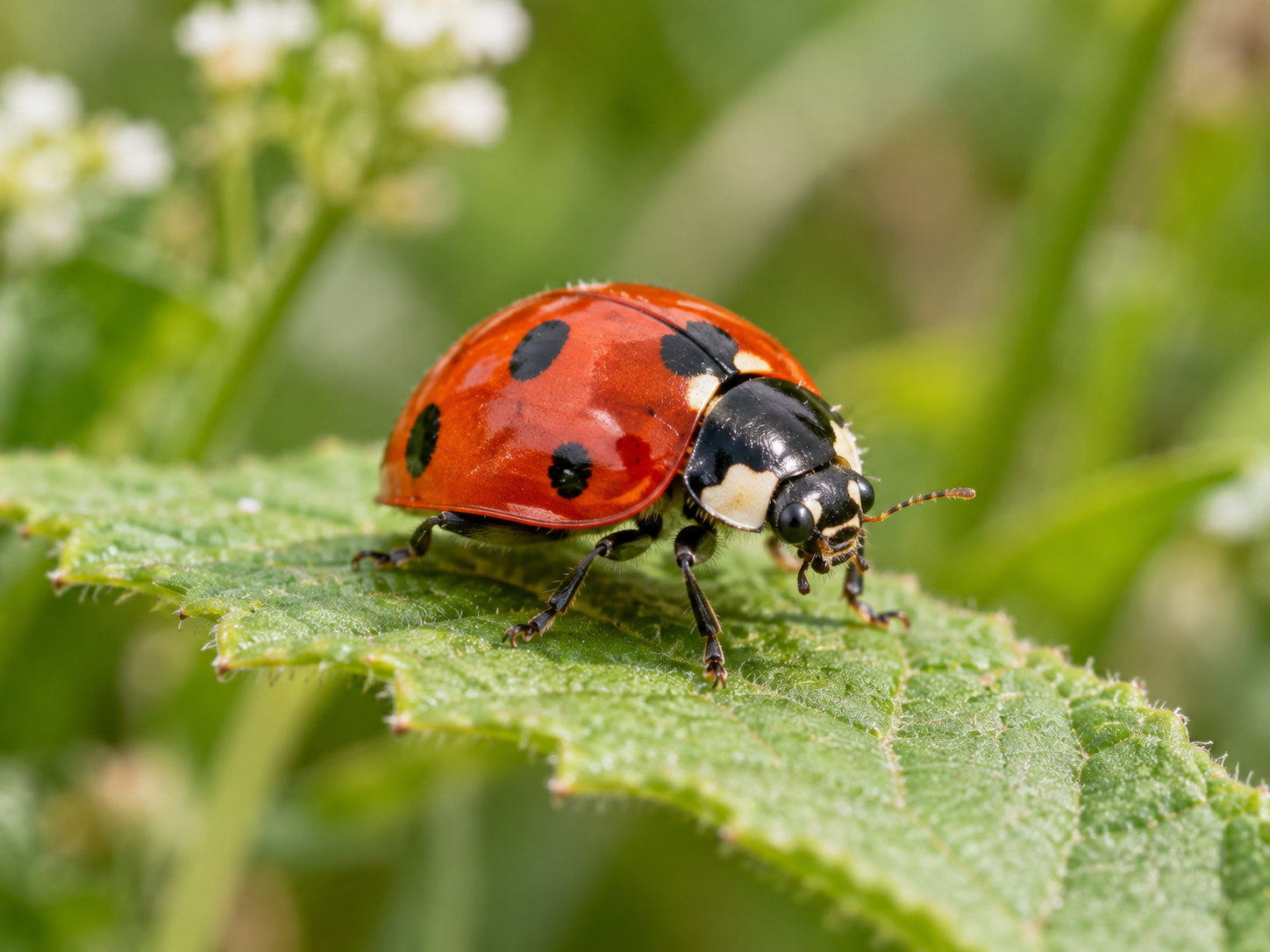 AI-generated animal illustration: Ladybug