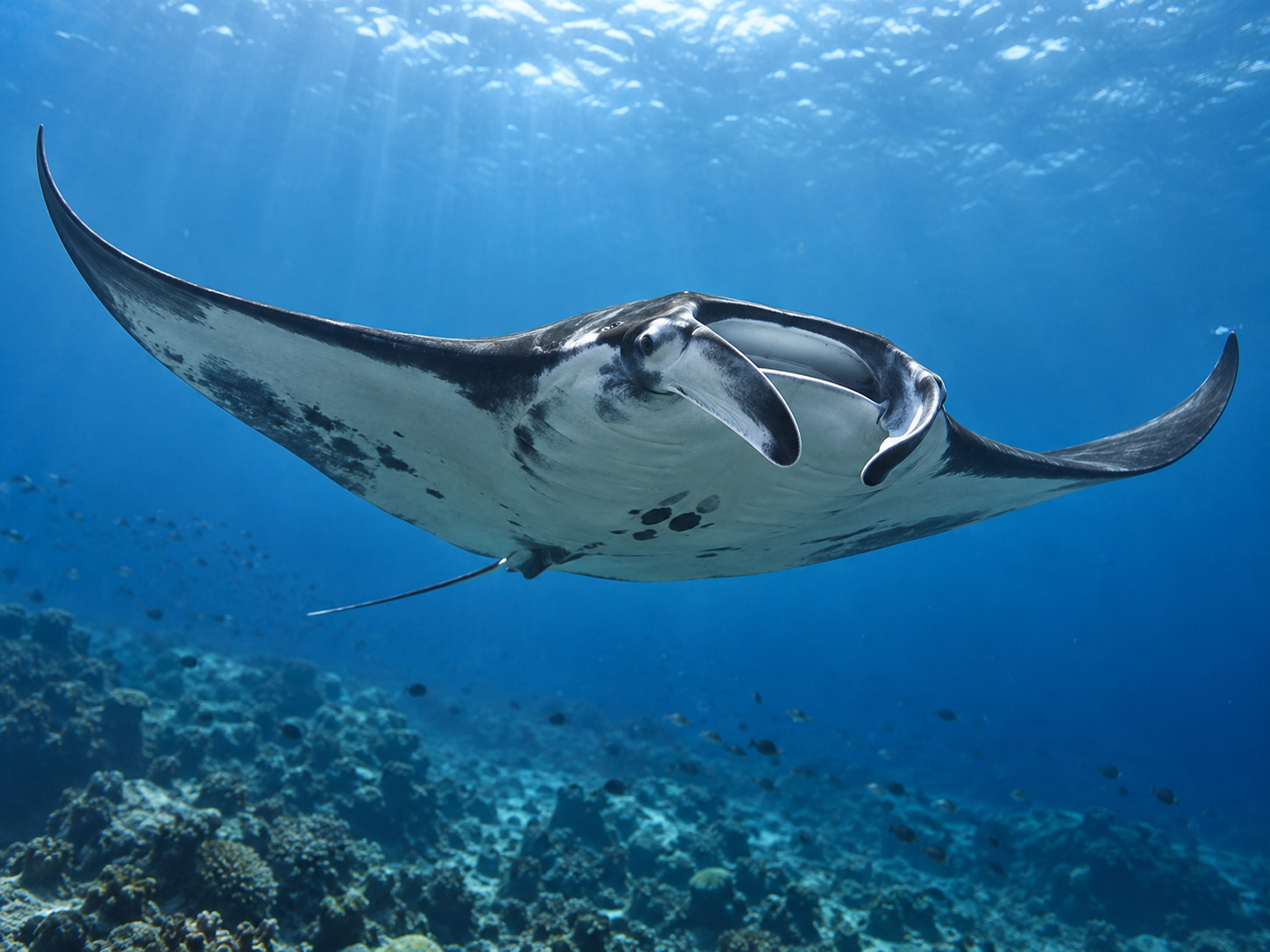 AI-generated animal illustration: Manta ray