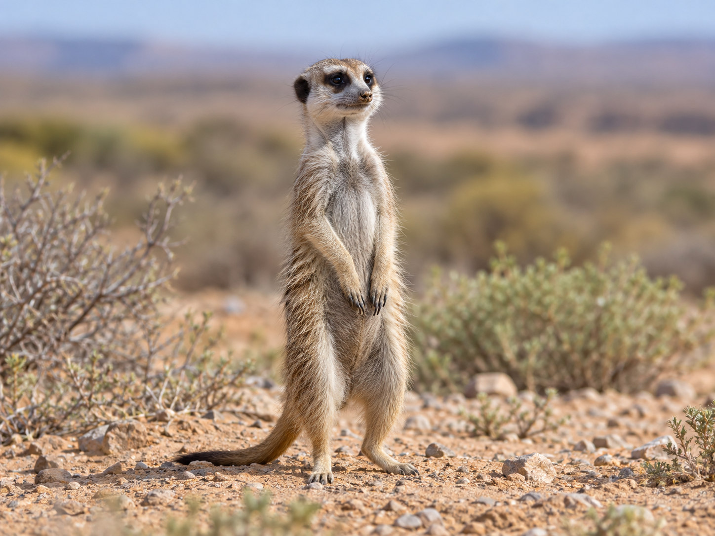 AI-generated animal illustration: Meerkat