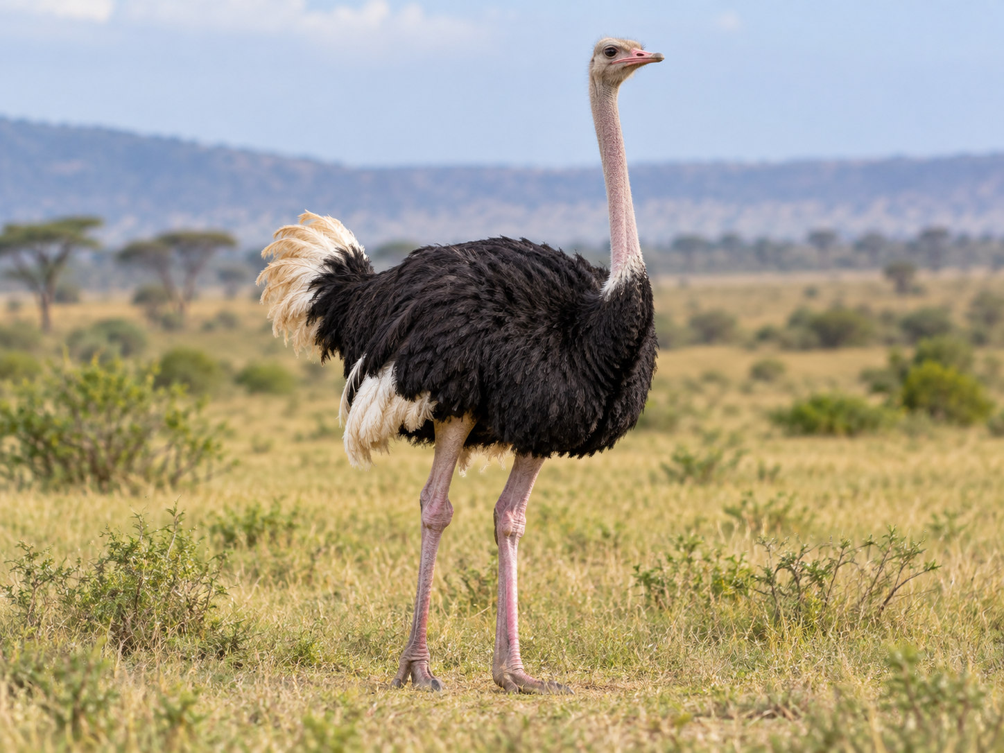 AI-generated animal illustration: Ostrich