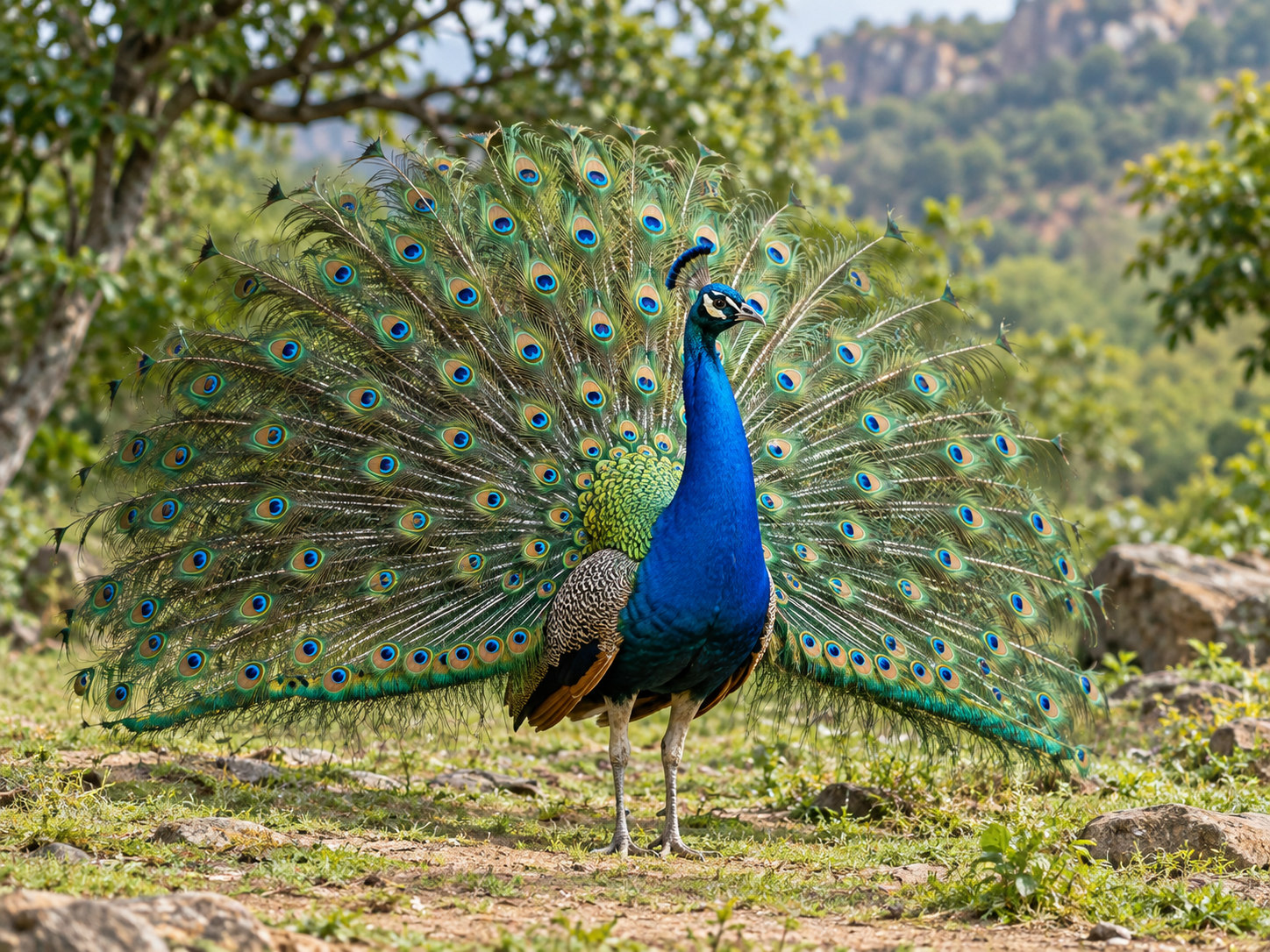 AI-generated animal illustration: Peacock