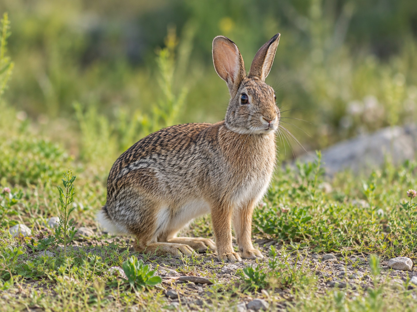 AI-generated animal illustration: Rabbit