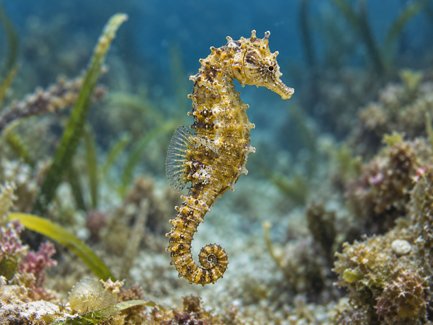 AI-generated animal illustration: Seahorse