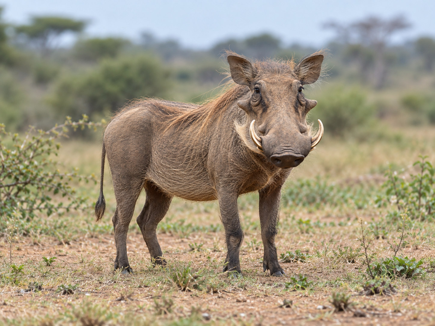 AI-generated animal illustration: Warthog